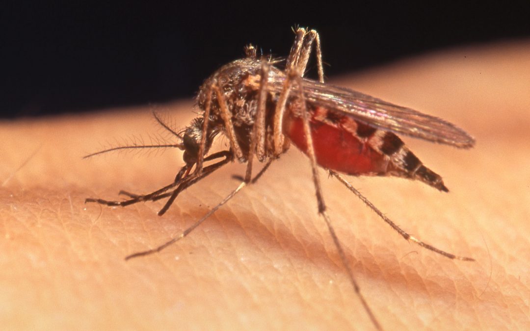 Make Your Own Natural Mosquito Repellent