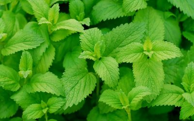 6 Medicinal Herbs and Plants You Should Have in Your Garden