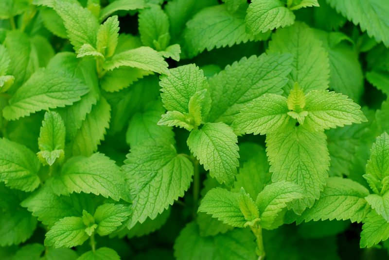 6 Medicinal Herbs and Plants You Should Have in Your Garden