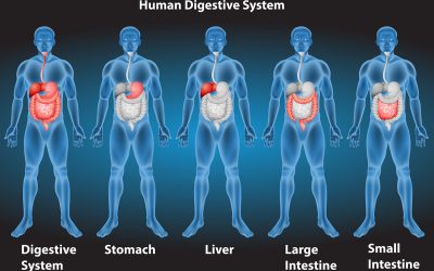 3 Differences Between Digestive Enzymes and Probiotics