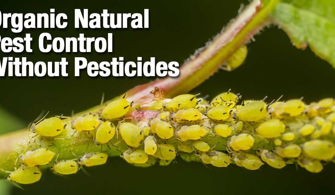 Natural Pesticides that Won’t Kill Everything