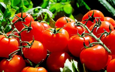 5 Tips For Prize Winning Tomatoes