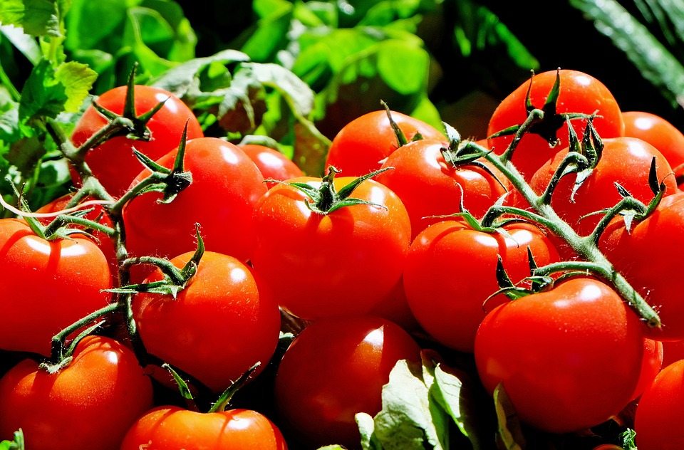 5 Tips For Prize Winning Tomatoes